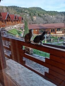 Εκδρομή στα Τρίκαλα Κορινθίας